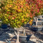 Ambrovník styraxový (Liquidambar Styraciflua) ´GUMBALL´ - výška 100-120 cm, kont. C30L - VIACKMENNÝ BONSAJ